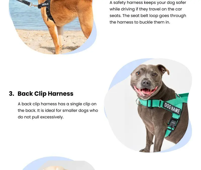 5 Dog Harness Types