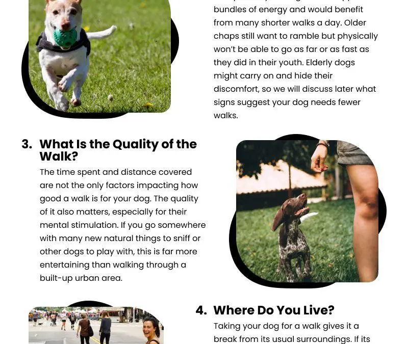 5 Dog Walking Checklists