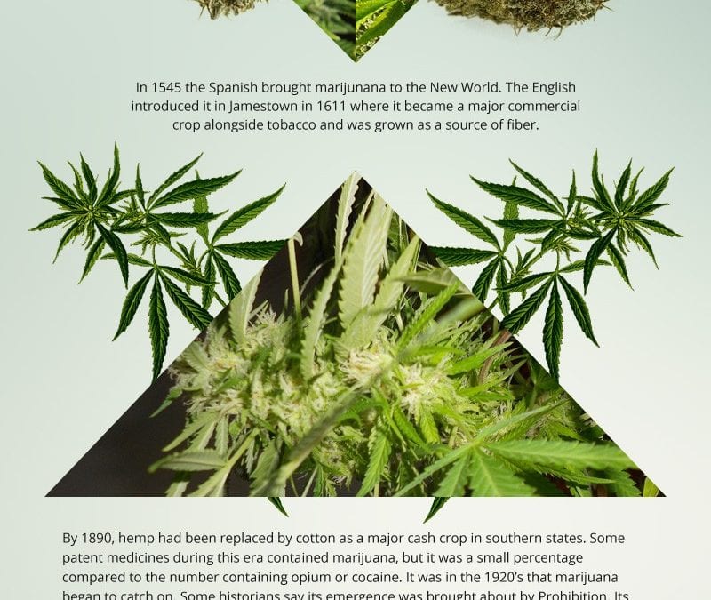 The History of Marijuana