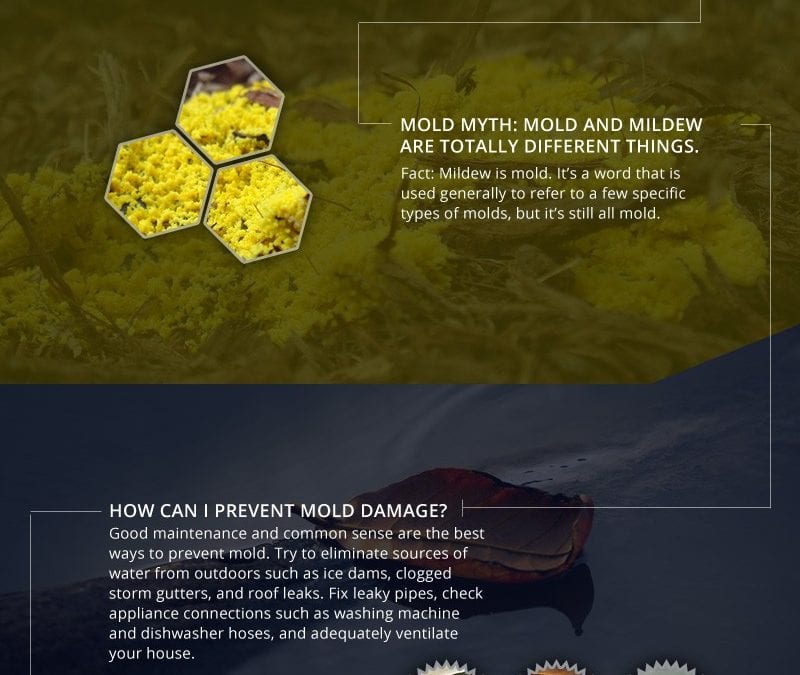 Mold Facts and Myths