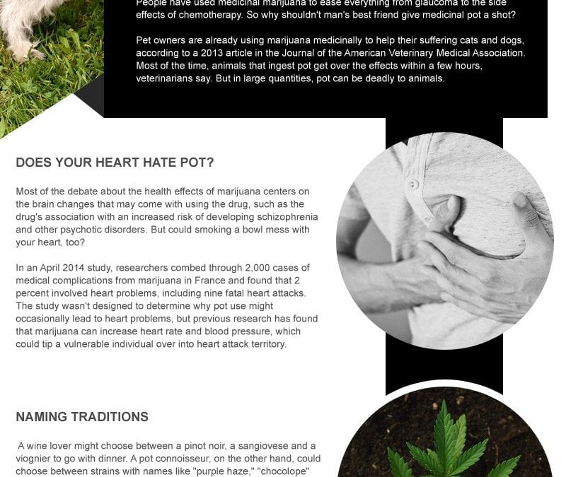 Interesting Facts About Marijuana