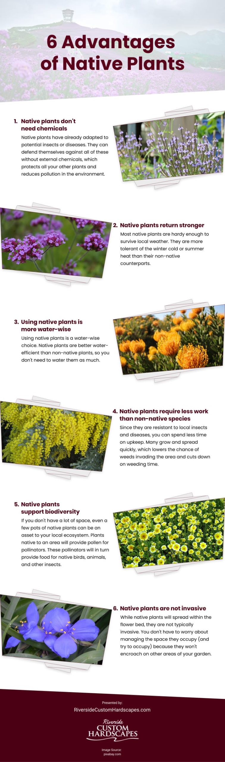 6 Advantages of Native Plants Infographic