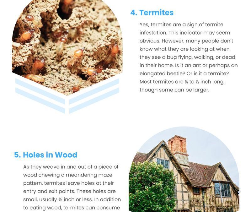 8 Roof Termite Indicators