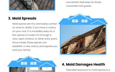 6 Roof Mold Consequences