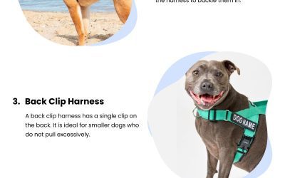 5 Dog Harness Types