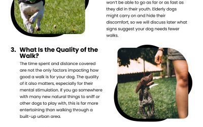 5 Dog Walking Checklists