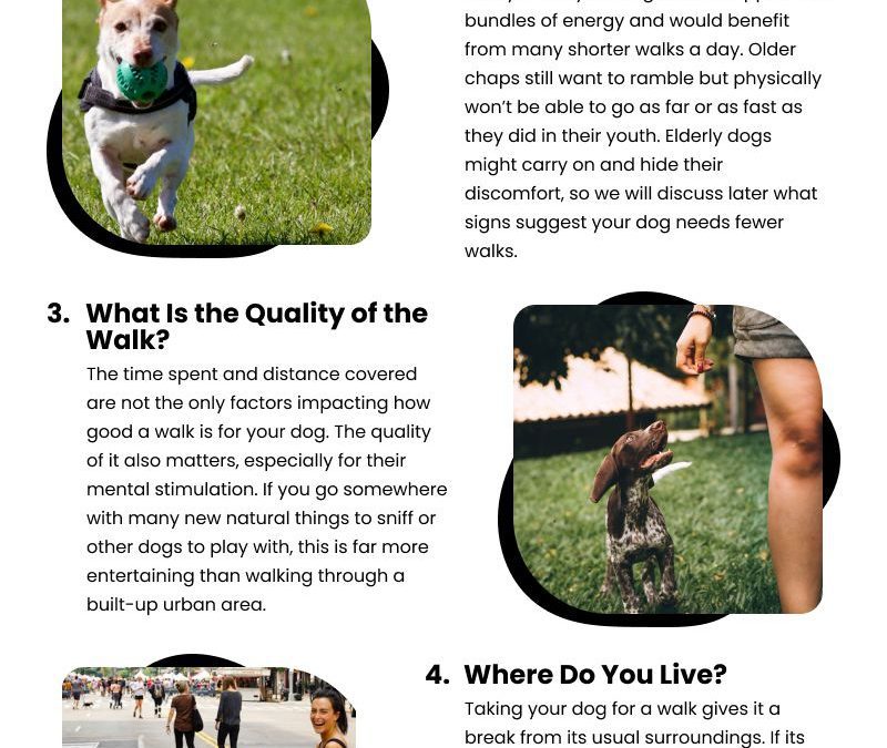 5 Dog Walking Checklists