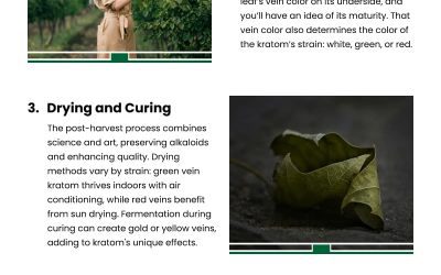 5 Phases in Kratom’s Journey to Wellness